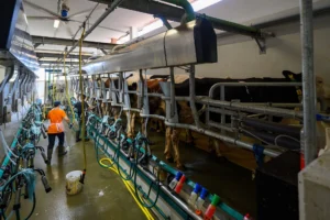 Filiera Controllata Del Consorzio Parmigiano Reggiano a Modena