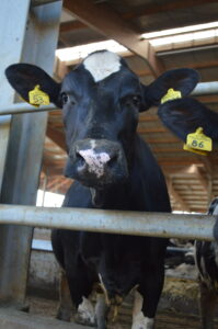 Latte e Carne Con Certificazione Csqa No Ogm a Modena